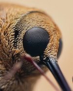 Lente Mitakon 20mm f/2 Full Frame 4.5X Super Macro - Imagem 5